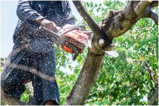 tree services Pasadena